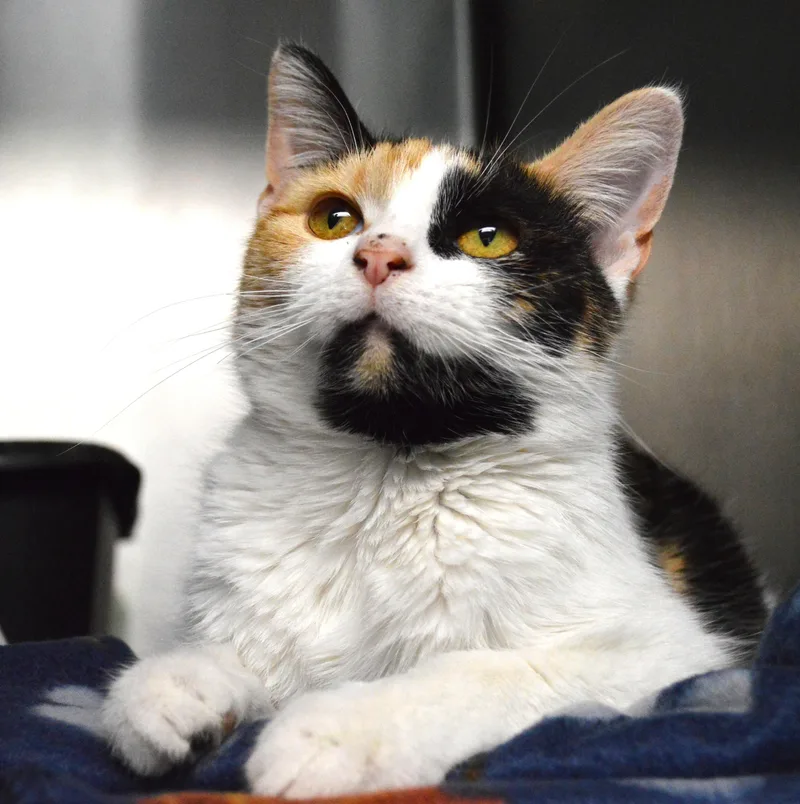 A young medium-sized female Calico Domestic Short Hair cat named Bitty for adoption in House Springs, MO