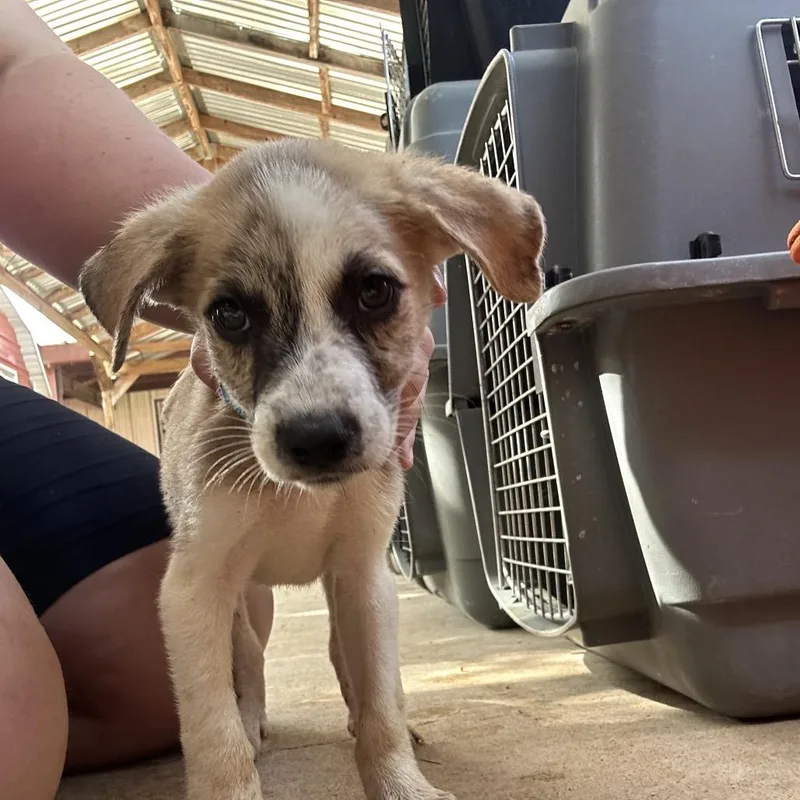 A baby medium-sized male Brown / Chocolate Mixed Breed dog named Zebra Cake P for adoption in Leander, TX