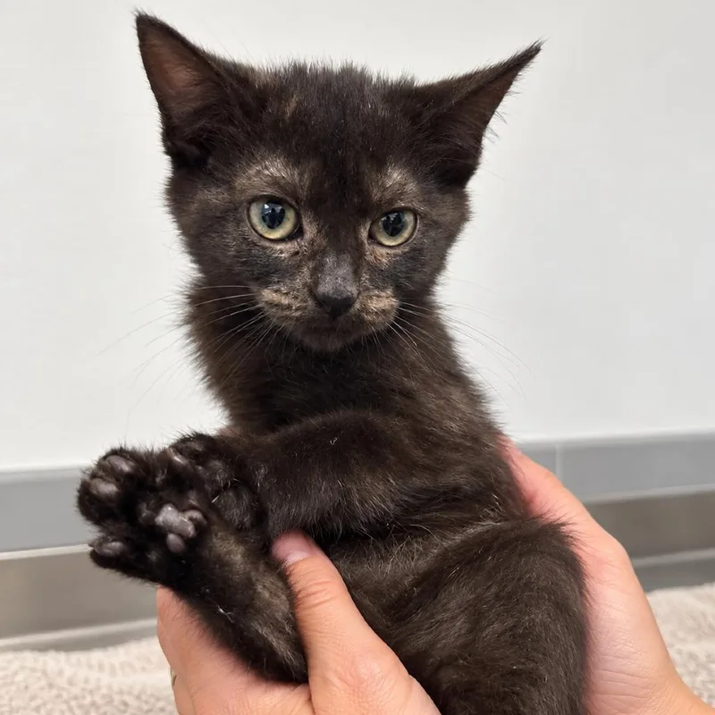 A baby small-sized female Black Domestic Short Hair cat named Pall Mall for adoption in Austin, TX