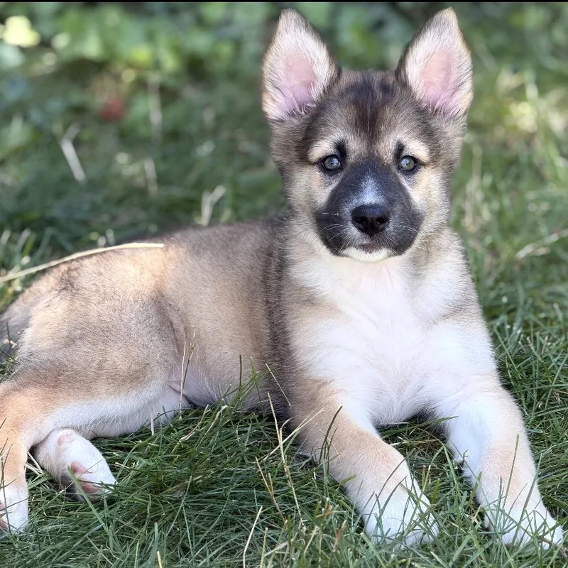 A baby medium-sized female Brown / Chocolate German Shepherd Dog dog named Saffron for adoption in Libertyville, IL