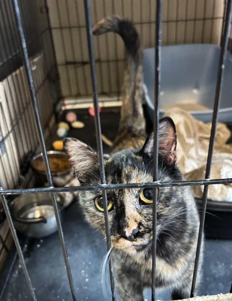 An adult medium-sized female Tortoiseshell cat named Aurora for adoption in Raymond, WA