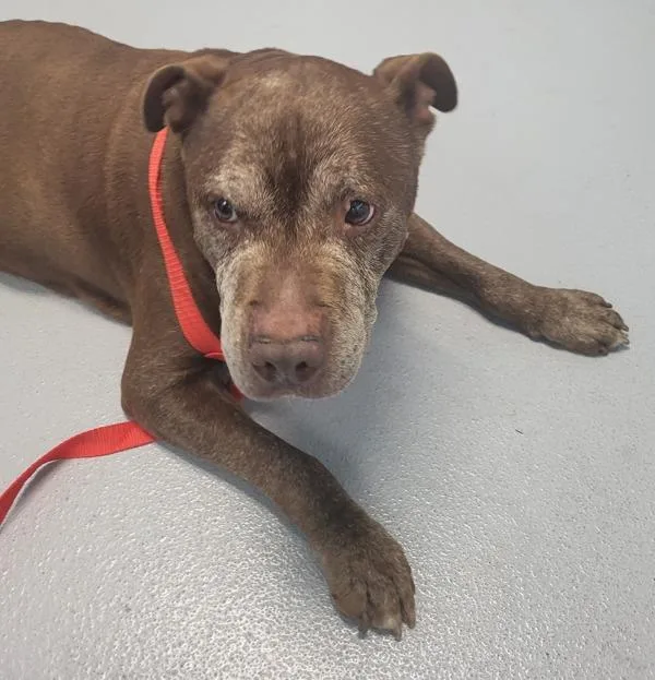 An adult large-sized male Pit Bull Terrier dog named Ic for adoption in Lawrenceville, GA