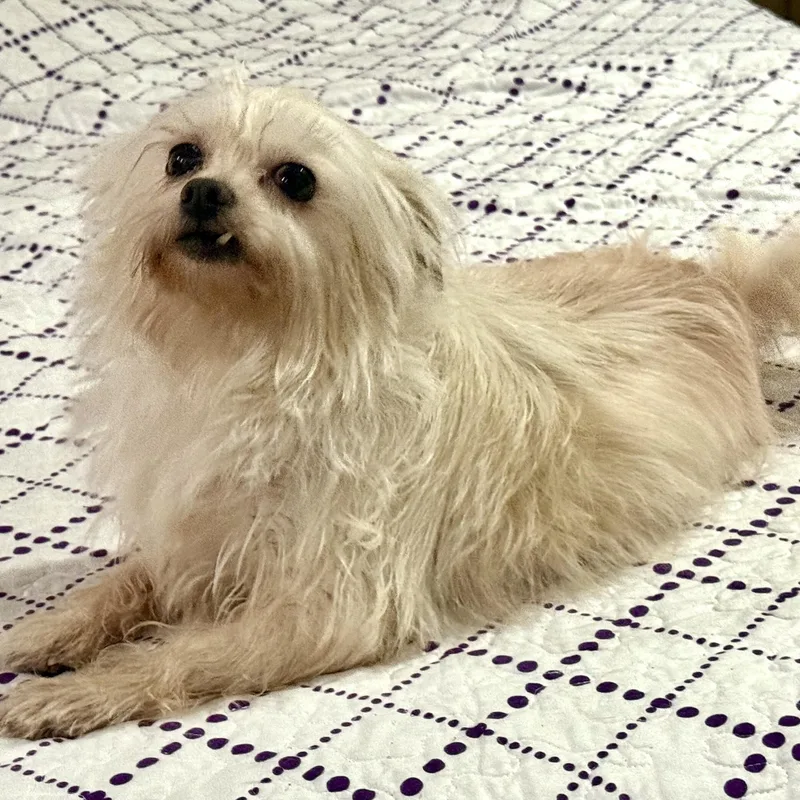 Anastasia thumbnail 2