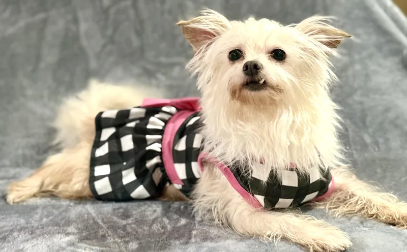 Anastasia thumbnail 3