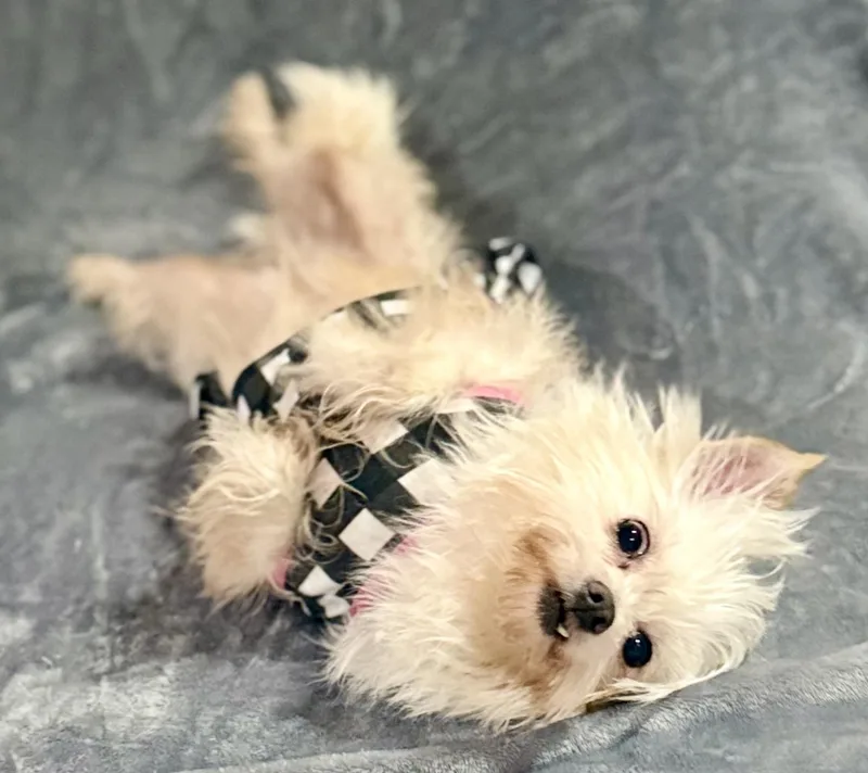 Anastasia thumbnail 4