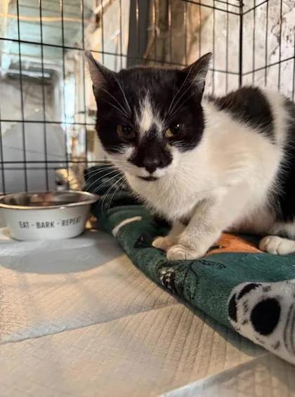 Lady Whistledown thumbnail 2