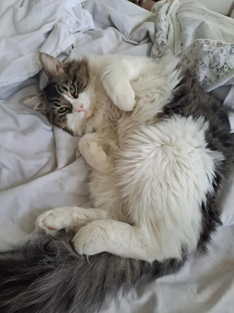 A young large-sized female Tabby (Brown / Chocolate) Domestic Long Hair cat named Lily for adoption in Los Angeles, CA