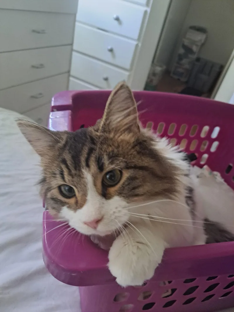 Lily thumbnail 3