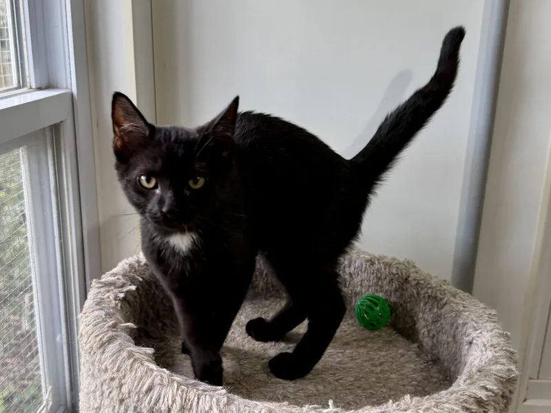 A baby small-sized male Domestic Short Hair cat named Dinky for adoption in Ashland, OH