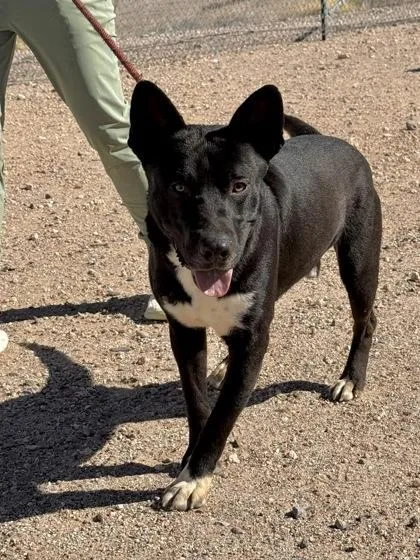 Espresso thumbnail 3