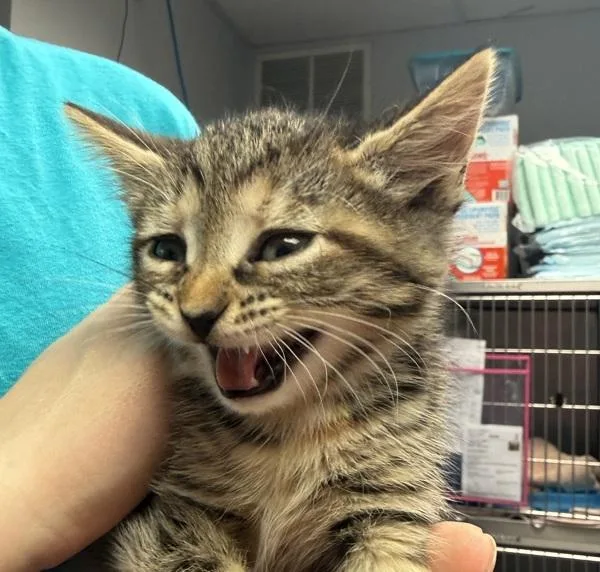 A baby small-sized female Domestic Short Hair cat named Clothesline for adoption in Salisbury, MD