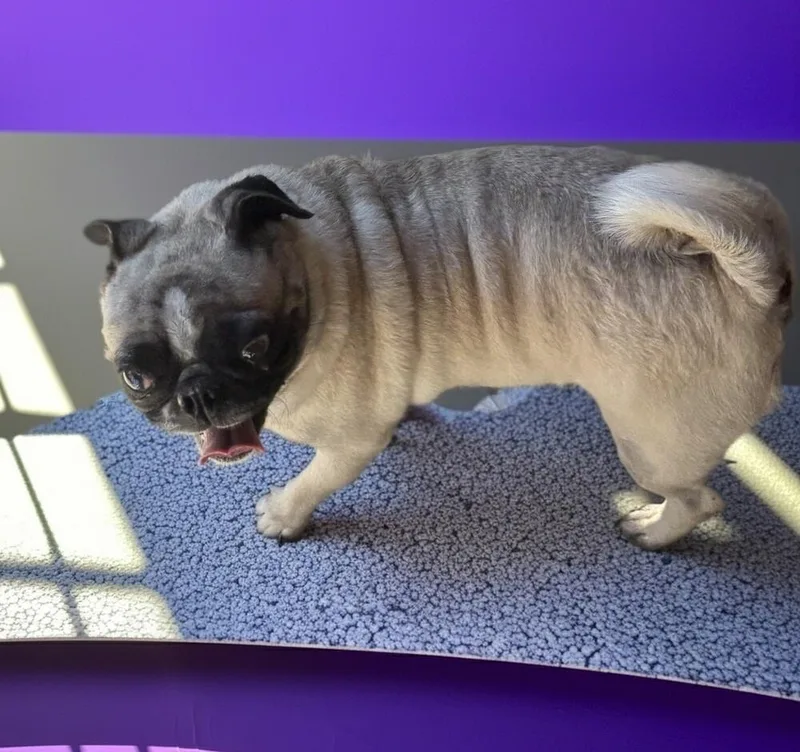 Pugster