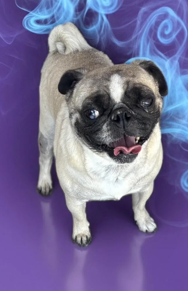 Pugster thumbnail 2