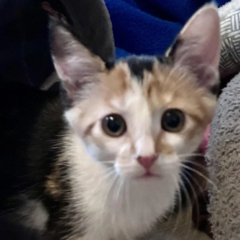 A baby small-sized female Calico Domestic Short Hair cat named Sophie for adoption in Flower Mound, TX