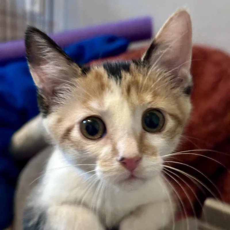 Sophie thumbnail 2