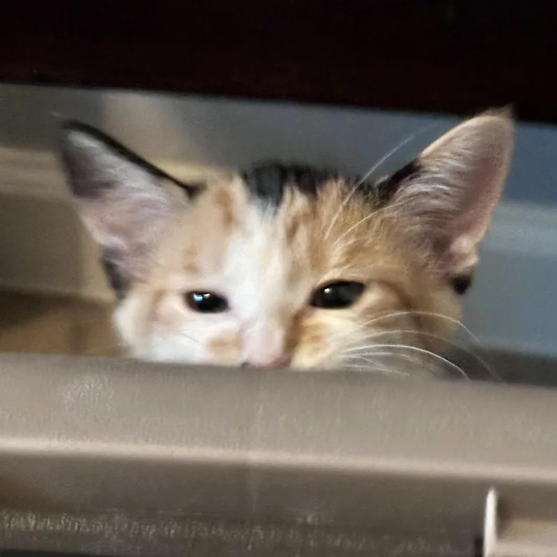 Sophie thumbnail 3