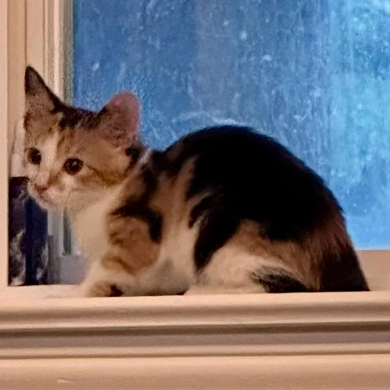 Sophie thumbnail 6