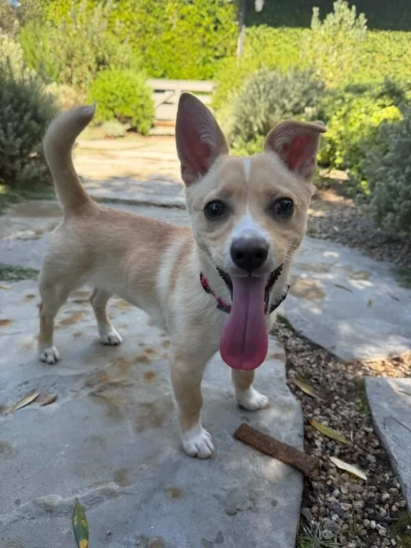 A young medium-sized female Chihuahua dog named Kiki for adoption in Manhattan Beach, CA