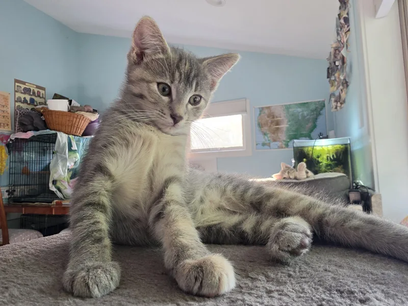 A baby medium-sized female Tabby (Gray / Blue / Silver) Domestic Short Hair cat named Cardi & Megan for adoption in Saint Paul, MN