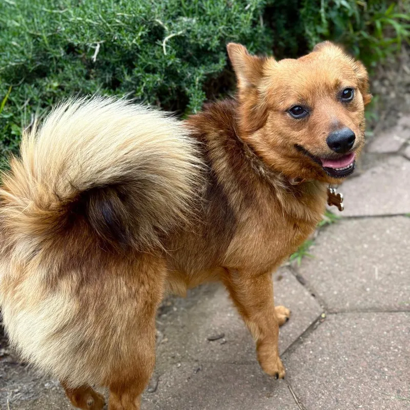 A young small-sized male Yellow / Tan / Blond / Fawn Pomeranian dog named Tucker for adoption in Pacifica, CA