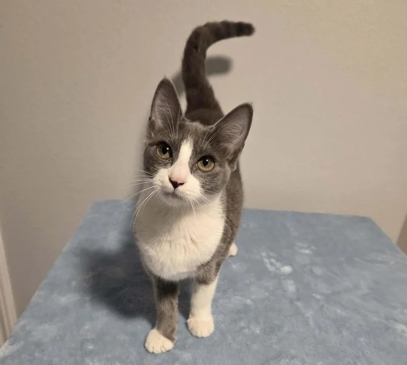 A young medium-sized female Gray & White Domestic Short Hair cat named Pish Posh for adoption in Sedalia, CO