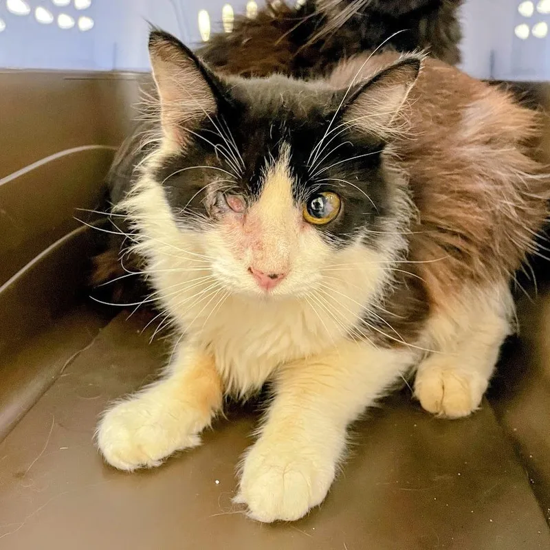 A young medium-sized male Domestic Medium Hair cat named Mahjong for adoption in Verona, VA