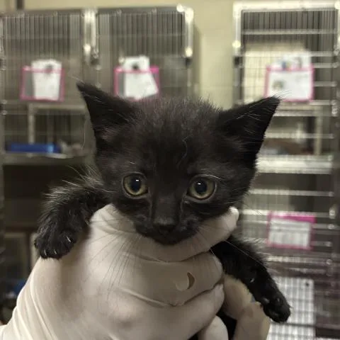 A baby small-sized female Domestic Short Hair cat named Mavis for adoption in Pensacola, FL