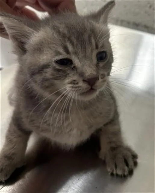 A baby small-sized male Domestic Short Hair cat named Mesquite for adoption in San Bernardino, CA