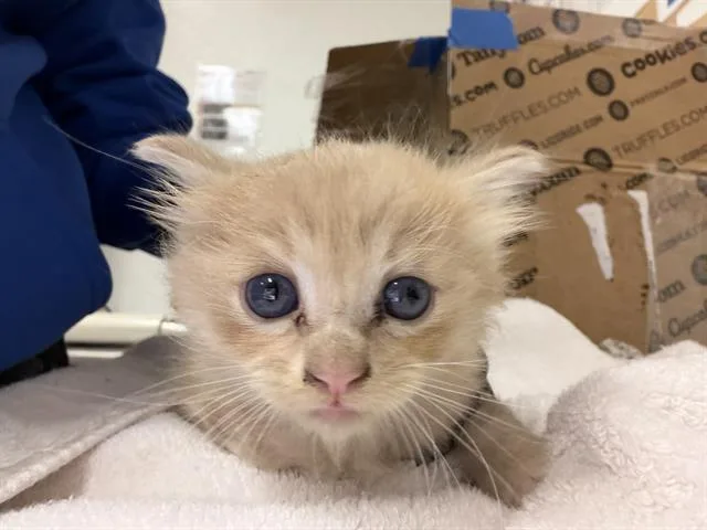 A baby small-sized male Domestic Short Hair cat named Skippy for adoption in Camarillo, CA