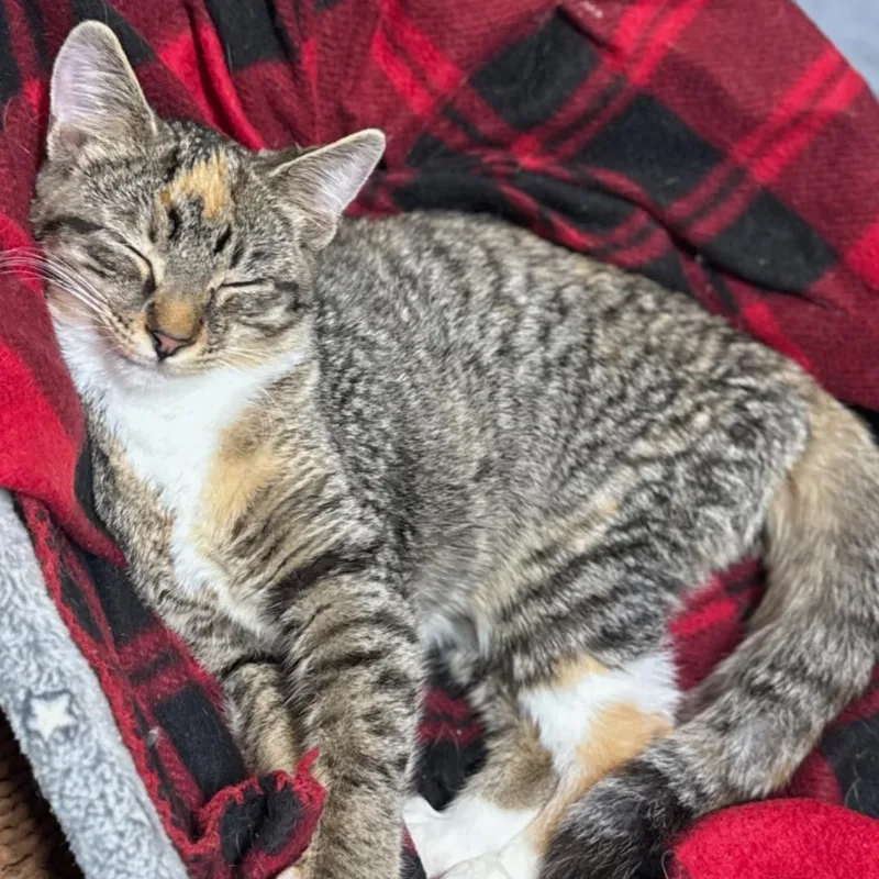 A young medium-sized female Domestic Short Hair cat named Dots for adoption in Chuckey, TN