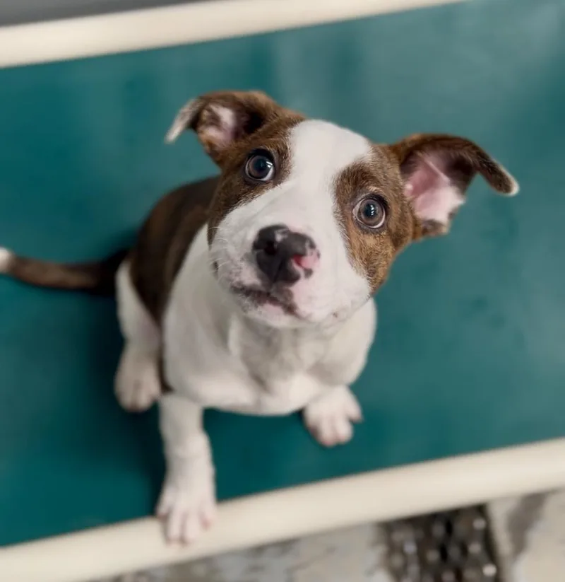 A baby medium-sized male Brindle Pit Bull Terrier dog named Remington for adoption in Jamestown, CA