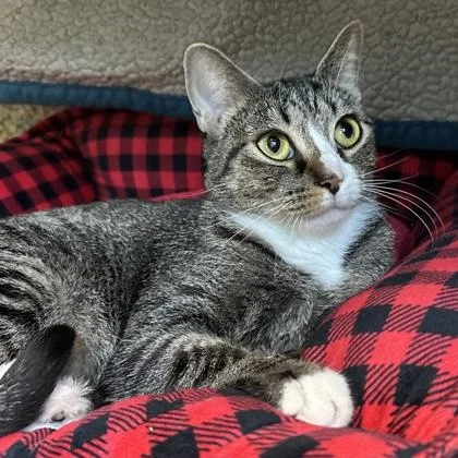 An adult medium-sized female Domestic Short Hair cat named Fifi for adoption in Merriam, KS