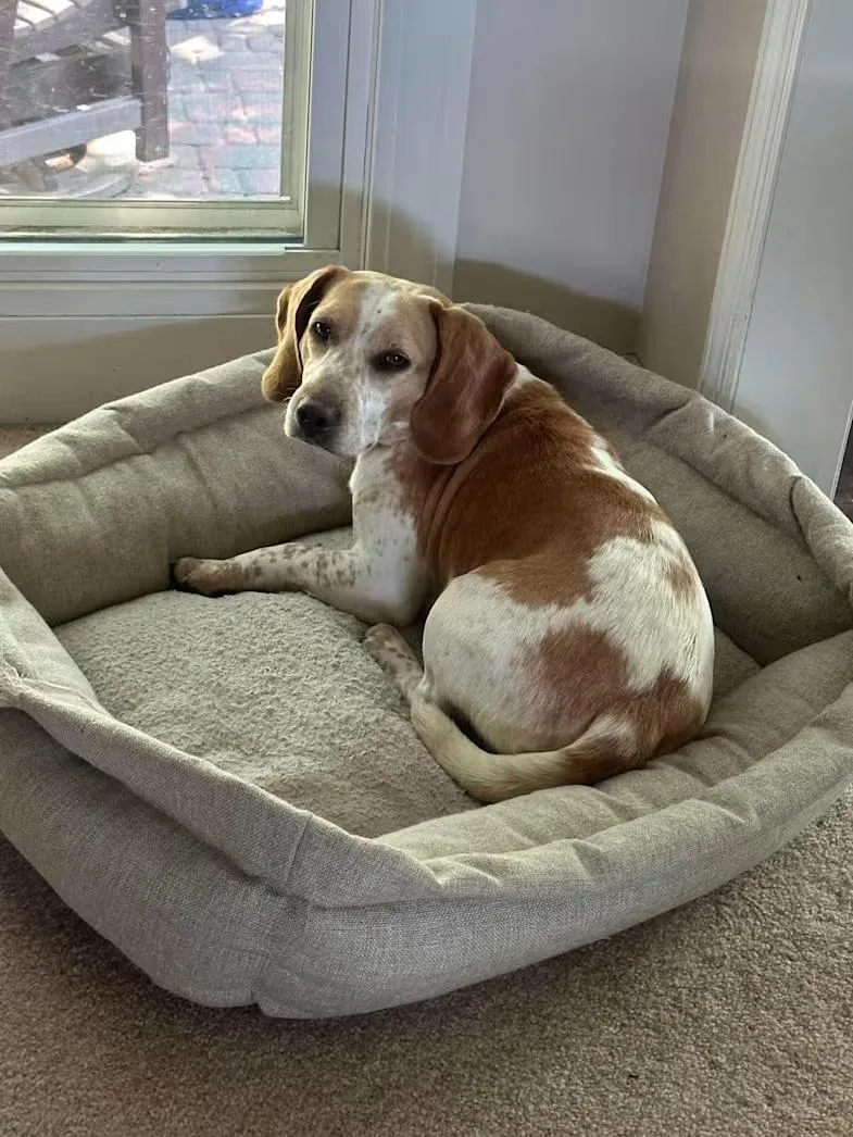 An adult medium-sized male Beagle dog named Wattson for adoption in Portland, OR