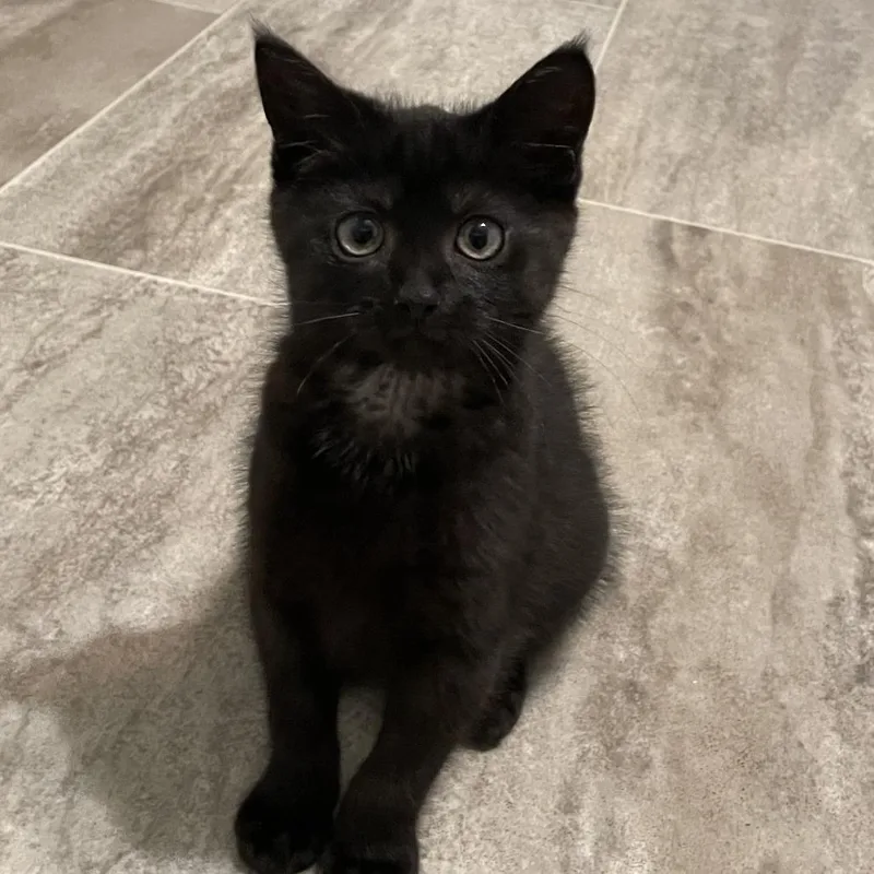A baby small-sized female Black Domestic Short Hair cat named Little Bear for adoption in Troy, IL