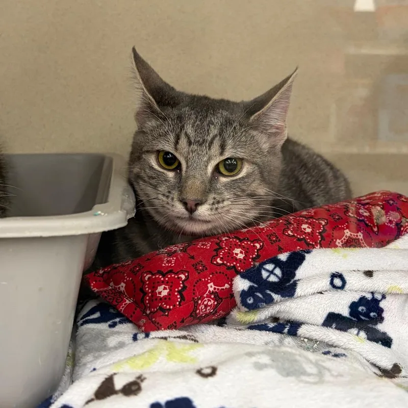 A young small-sized female Brown / Chocolate Domestic Short Hair cat named Blanche for adoption in Hamburg, NY