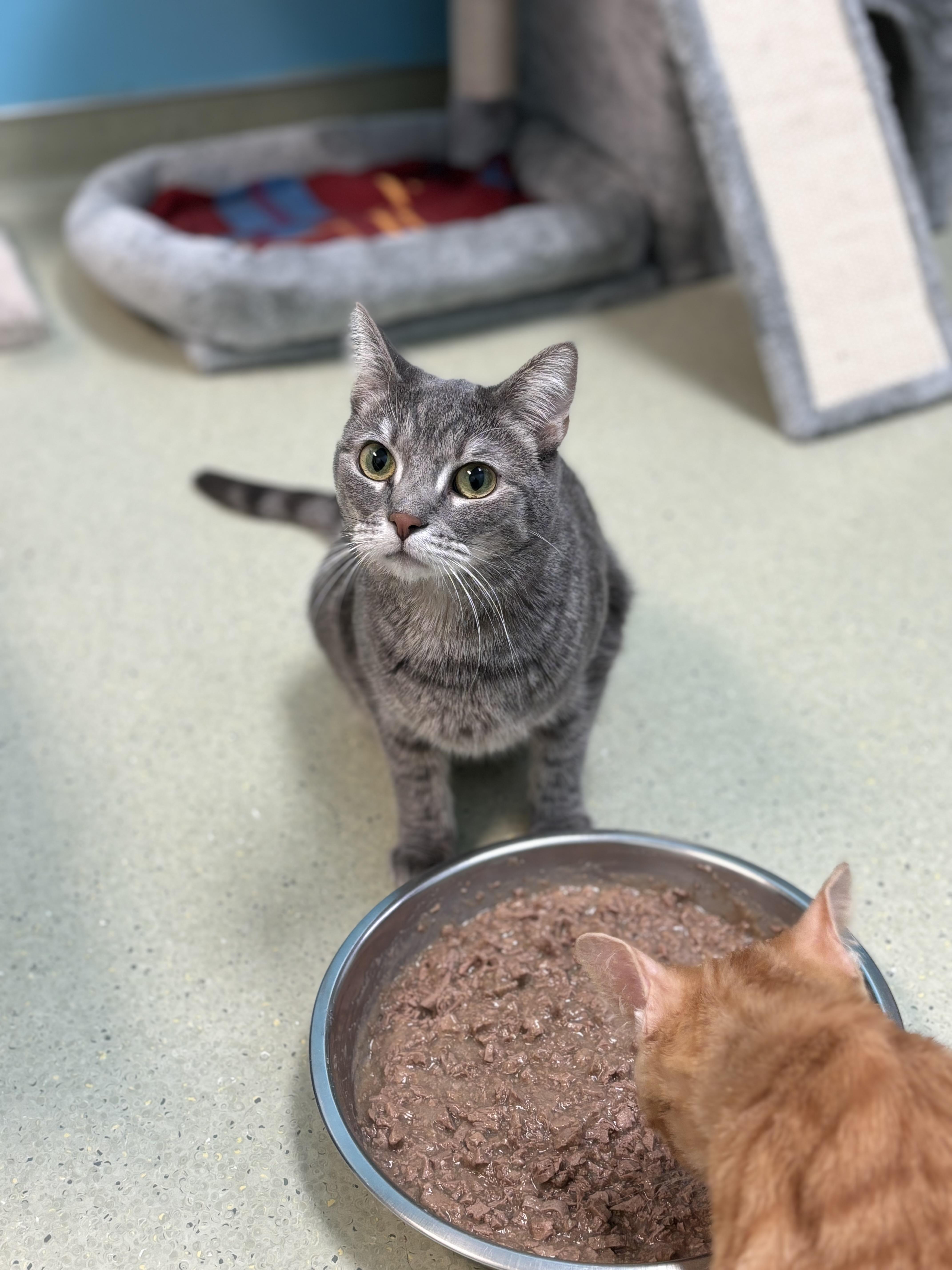 An adult small-sized female Gray / Blue / Silver Domestic Short Hair cat named Belli for adoption in Cincinnati, OH