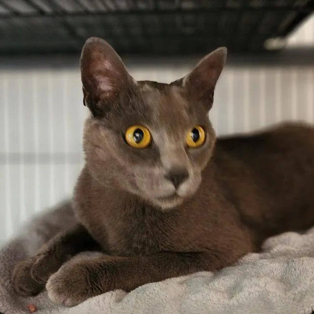 An adult medium-sized female Gray / Blue / Silver Domestic Short Hair cat named Rat for adoption in Toms Brook, VA