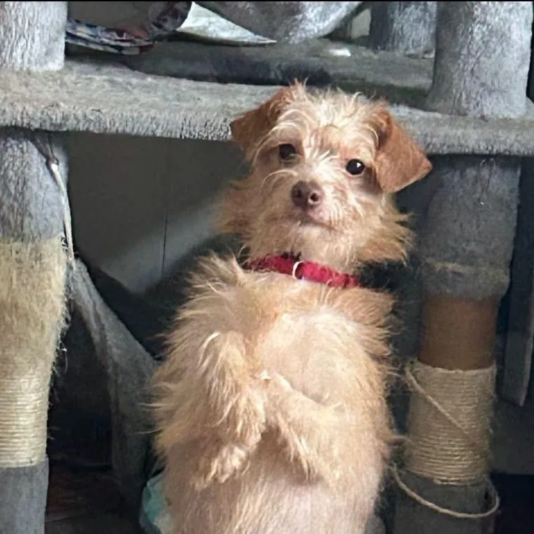 A young small-sized male Terrier dog named Ace for adoption in Coldwater, MI