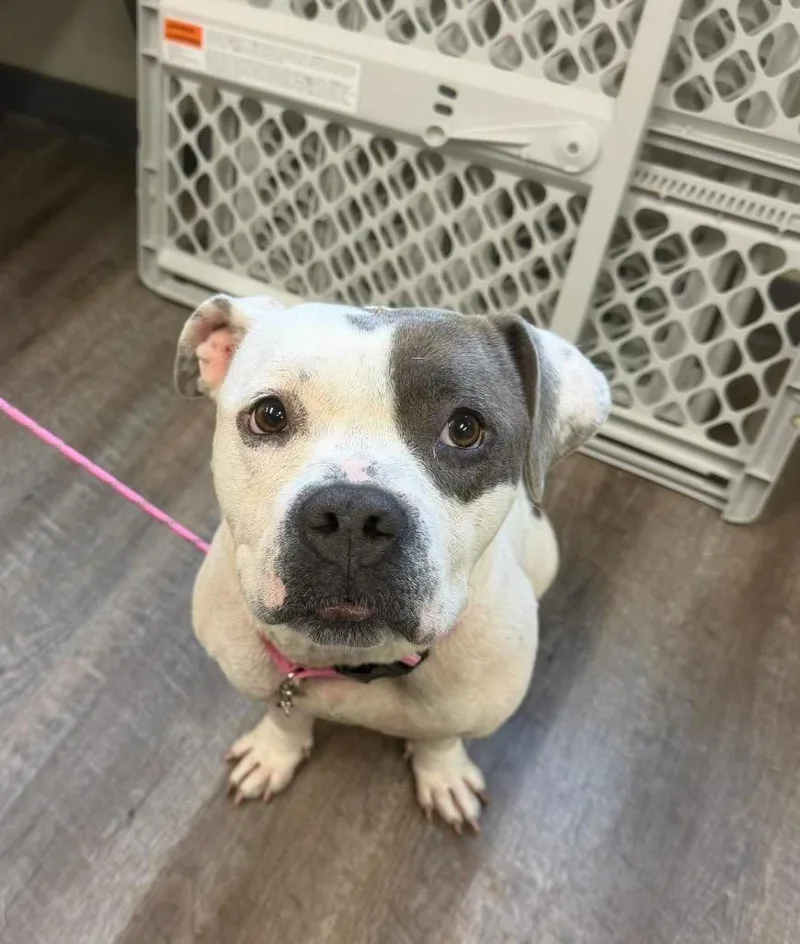 A young large-sized female Pit Bull Terrier dog named Dolly for adoption in Blountville, TN