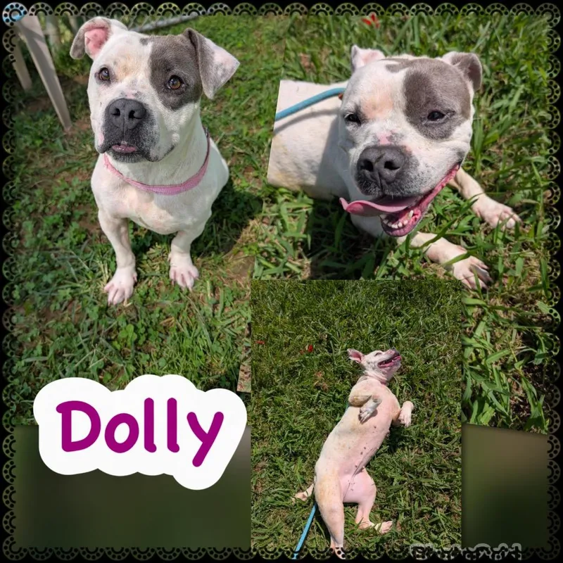 Dolly thumbnail 2