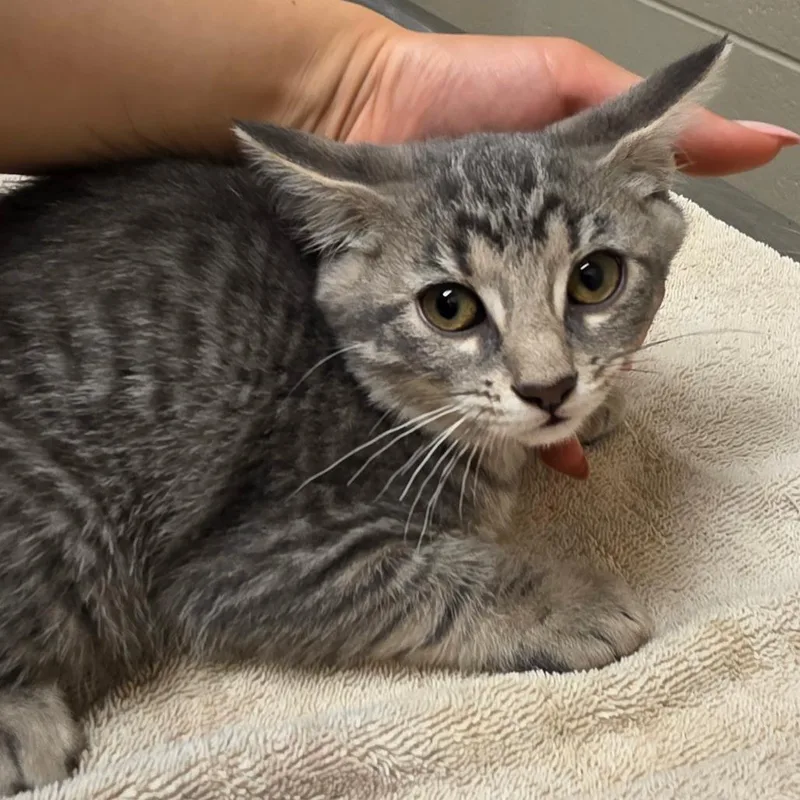 A baby small-sized female Gray / Blue / Silver Domestic Short Hair cat named Coconut for adoption in Bristol, IN