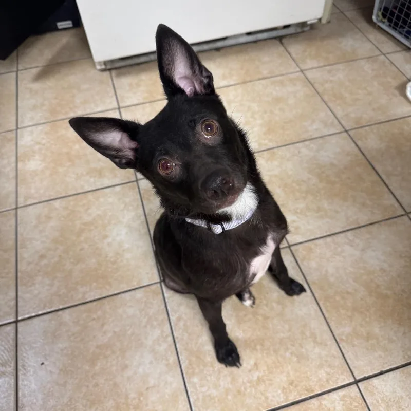 An adult small-sized female Black Terrier dog named Rosalita for adoption in Pekin, IL