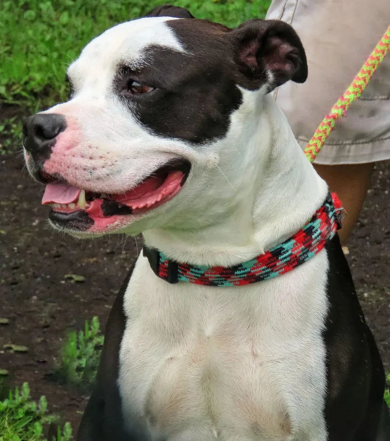 An adult large-sized male Black Pit Bull Terrier dog named Rebel for adoption in Amityville, NY