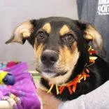 An adult large-sized male Black Mixed Breed dog named Kenny for adoption in Lansing, MI