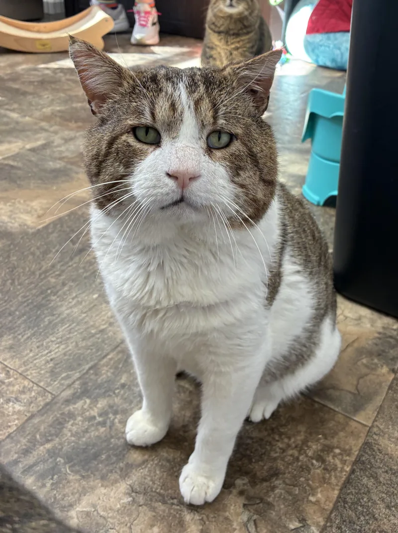 An adult extra large-sized male Tabby (Leopard / Spotted) Domestic Short Hair cat named Bronson for adoption in Breinigsville, PA