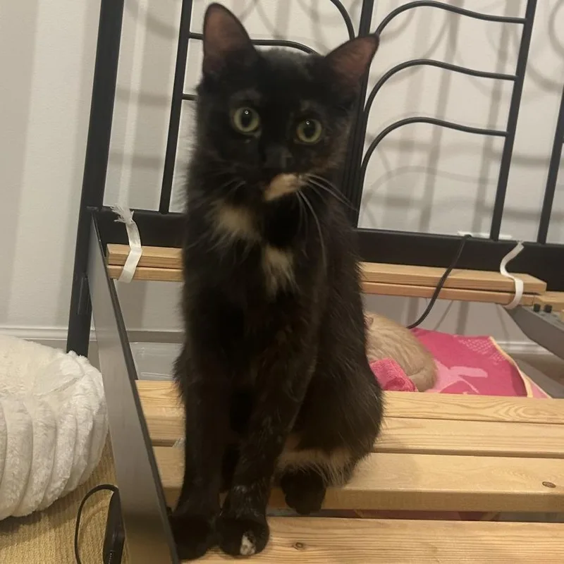 An adult medium-sized female Tortoiseshell Domestic Short Hair cat named Aryna for adoption in Wheeling, IL