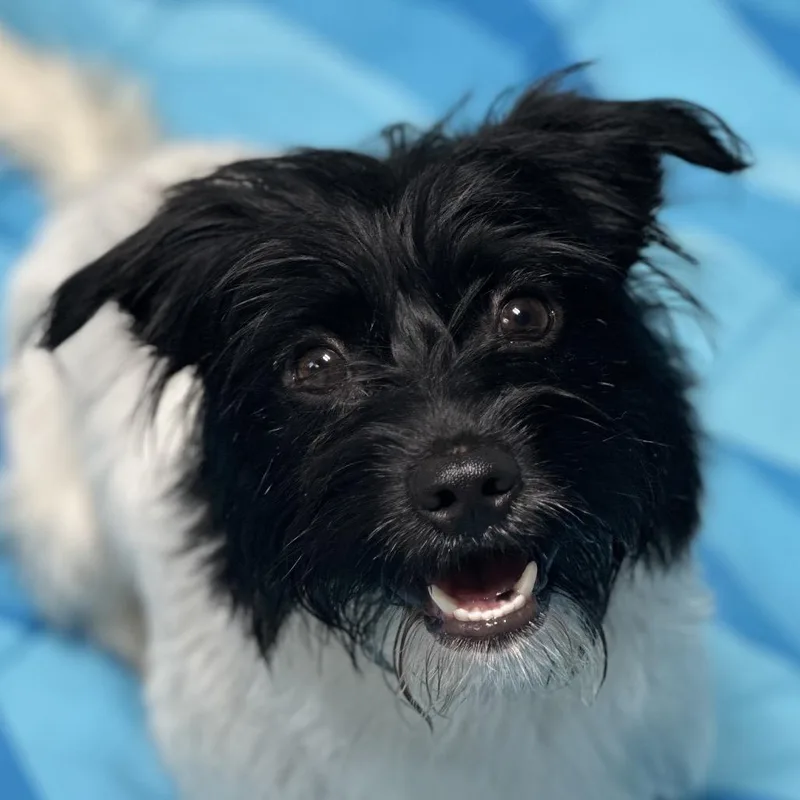 An adult small-sized male White / Cream Terrier dog named Kingston for adoption in Newark, NJ