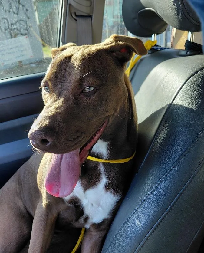 A young medium-sized female Labrador Retriever dog named Sugarbaby : Sweet And for adoption in Houston, TX