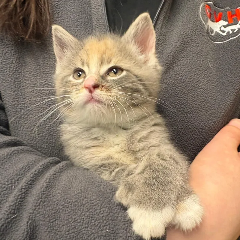 A baby small-sized female Tortoiseshell Domestic Short Hair cat named Everest for adoption in North Branford, CT