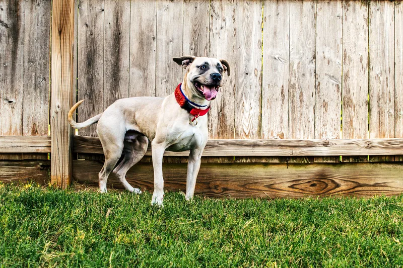 A young medium-sized male White / Cream American Staffordshire Terrier dog named Winston  WA for adoption in Magnolia, TX